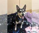 Small Siberian Husky Mix