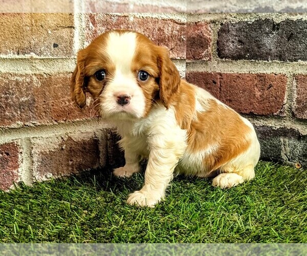 Medium Photo #1 Cavalier King Charles Spaniel Puppy For Sale in MOBERLY, MO, USA