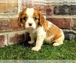 Small Cavalier King Charles Spaniel