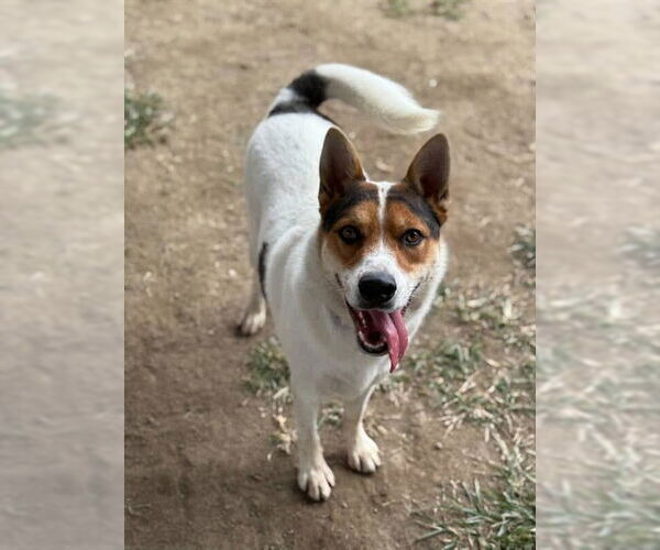 Medium Photo #1 Australian Shepherd-Unknown Mix Puppy For Sale in Riverside, CA, USA