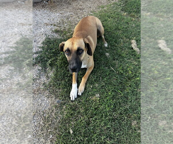 Medium Photo #4 Mutt Puppy For Sale in Evansville, IN, USA