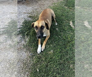 Silanity - Female Mutt Dog for Adoption - Photo #4