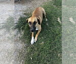 Small #3 Mutt