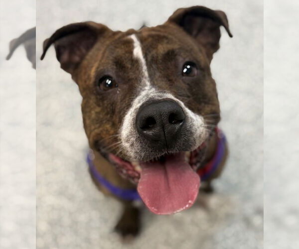 Medium Photo #6 American Staffordshire Terrier Puppy For Sale in Sayreville, NJ, NJ, USA