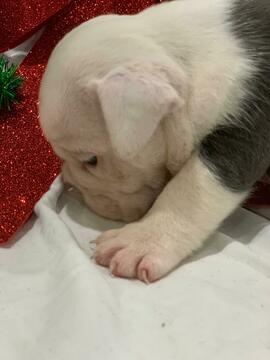 Medium Photo #4 English Bulldog Puppy For Sale in DANIA BEACH, FL, USA