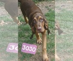 Small #4 Bloodhound