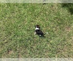 Small Photo #9 Beagle Puppy For Sale in COLDSPRING, TX, USA
