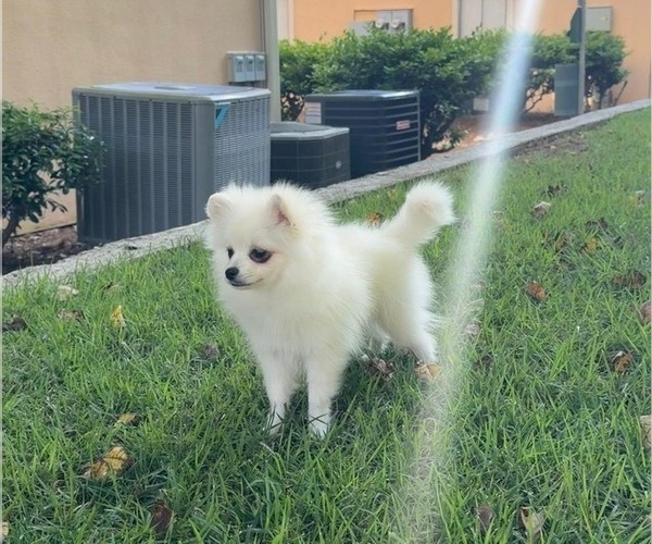 Medium Photo #5 Pomeranian Puppy For Sale in LOGANVILLE, GA, USA