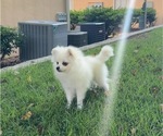 Pomeranians - Male Pomeranian Puppy for Sale - Photo #5