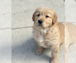 Small Photo #3 Golden Retriever Puppy For Sale in ADDISON, IL, USA