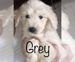 Small Photo #1 Goldendoodle Puppy For Sale in N HIGHLANDS, CA, USA