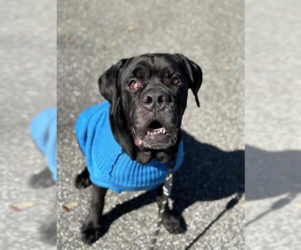 Medium Photo #2 Mutt Puppy For Sale in Palmetto, FL, USA