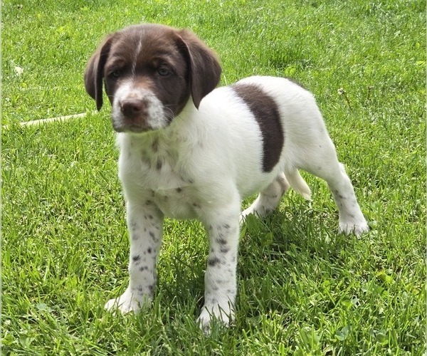Medium Photo #1 Border Collie-German Shorthaired Pointer Mix Puppy For Sale in RICHLAND CENTER, WI, USA
