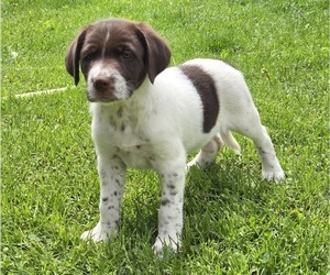 Medium Border Collie-German Shorthaired Pointer Mix