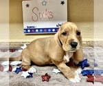 Puppy 5 Basset Hound