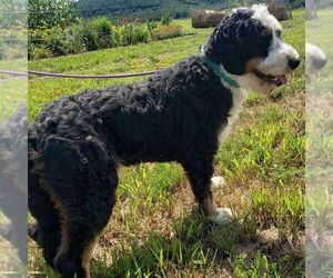 Father of the Bernedoodle (Miniature) puppies born on 04/21/2025
