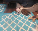 Small #8 Boston Terrier
