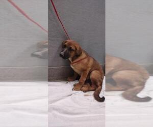 Chinese Shar-Pei-German Shepherd Dog Mix Dogs for adoption in Las Vegas, NV, USA