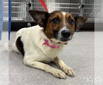 Small #1 Mutt