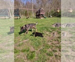 Small #13 German Shepherd Dog
