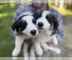 Small Photo #13 Border Collie Puppy For Sale in MOSIER, OR, USA