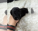 Small Photo #61 Bernedoodle Puppy For Sale in BELMONT, NC, USA