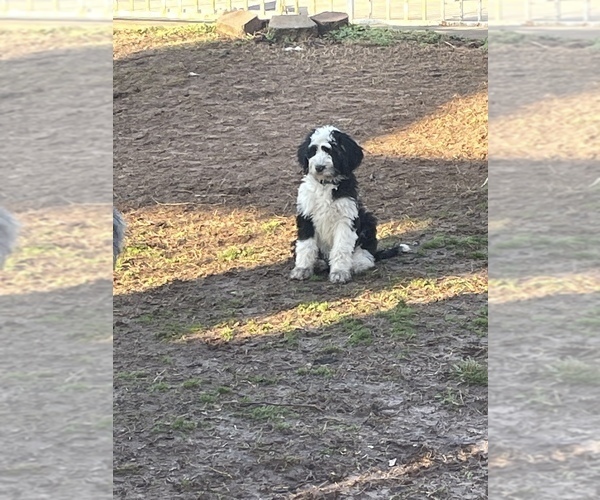 Medium Photo #2 Sheepadoodle Puppy For Sale in SPRINGDALE, AR, USA