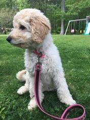 Goldendoodle Puppy for sale in PELHAM, NH, USA