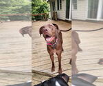Small Great Dane