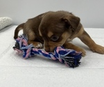 Small Photo #8 Chorkie Puppy For Sale in SAINT AUGUSTINE, FL, USA