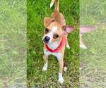 Small Chihuahua