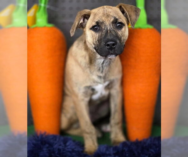 Medium Photo #5 American Staffordshire Terrier-Unknown Mix Puppy For Sale in Chino Hills, CA, USA