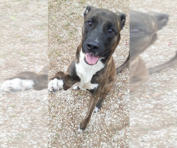 Medium Photo #7 - Mix Puppy For Sale in Tampa, FL, USA