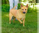 Small #2 Carolina Dog Mix