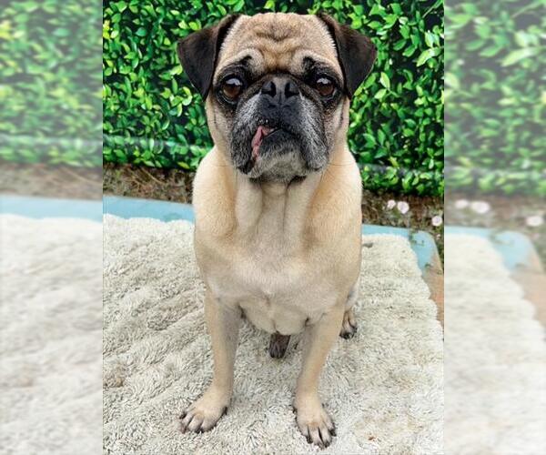 Medium Photo #1 Pug Puppy For Sale in Santa Cruz, CA, USA