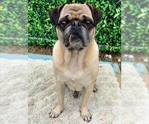 Pug Dogs for adoption in Santa Cruz, CA, USA