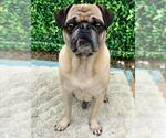 BOY - Male Pug Dog for Adoption - Small photo