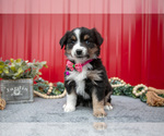 Small #4 Miniature Australian Shepherd