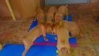 Small Photo #1 Vizsla Puppy For Sale in BULVERDE, TX, USA
