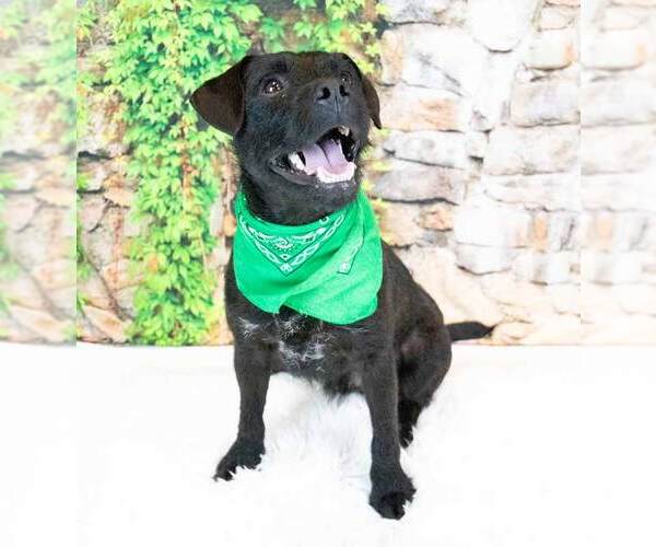 Medium Photo #2 Mutt Puppy For Sale in Kennesaw, GA, USA