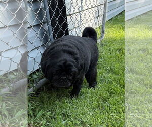 Medium Pug