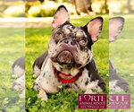 Small #3 French Bulldog