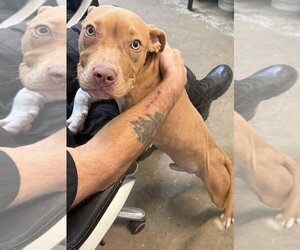 Oogie Boogie- friendly/snuggly boy - Male American Pit Bull Terrier-Unknown Mix Dog for Adoption - Photo #5
