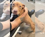 Small Photo #5 American Pit Bull Terrier-Unknown Mix Puppy For Sale in Oakhurst, NJ, USA