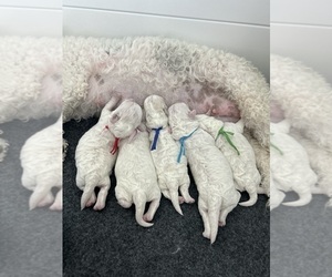 Bichon Frise Puppy for Sale in AURORA, Colorado USA