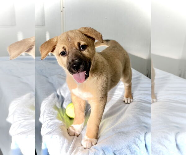 Medium Photo #2 Mutt Puppy For Sale in Estherville, IA, USA