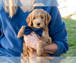 Small #2 Goldendoodle (Miniature)