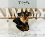 Small Photo #20 Yorkshire Terrier Puppy For Sale in MURFREESBORO, TN, USA