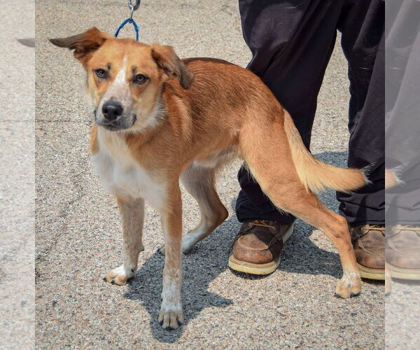 Medium Photo #2 German Shepherd Dog-Unknown Mix Puppy For Sale in Huntley, IL, USA