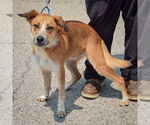 Small #1 German Shepherd Dog Mix